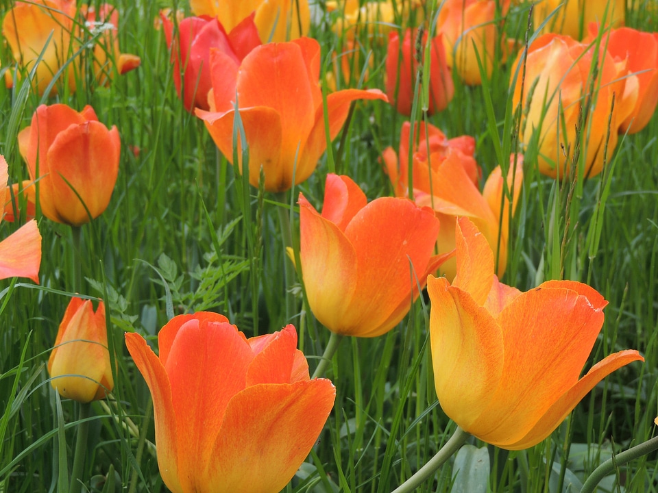 Red fire orange flower