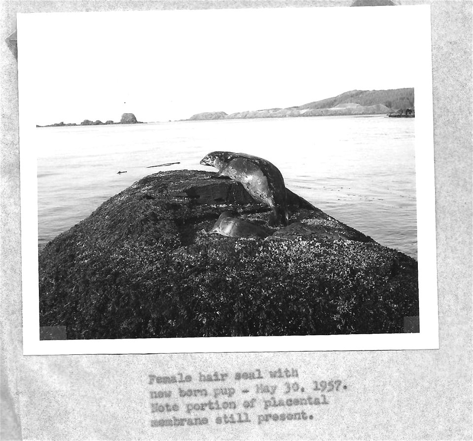 (1957) Hair Seal & Pup
