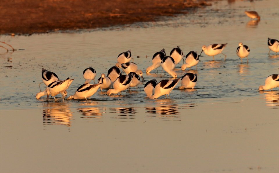 Fall Plumage American Avocets Huron Wetland Management District