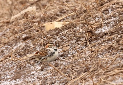 Lapland Longspur Huron Wetland Management District