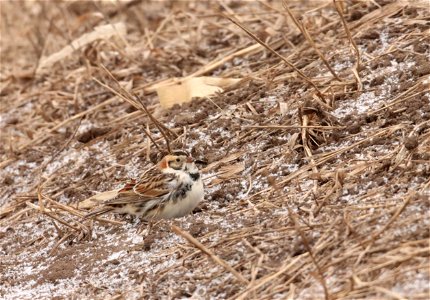 Lapland Longspur Huron Wetland Management District photo