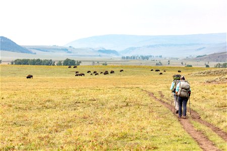 Backpackers in Lamar Valley with bison