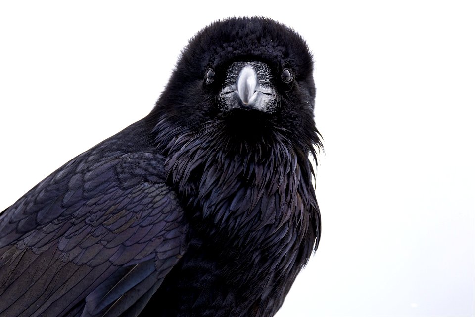 Raven photo