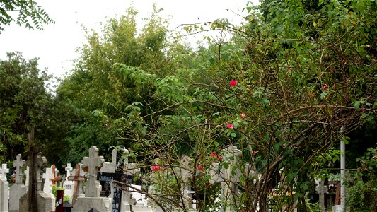 DSC06695