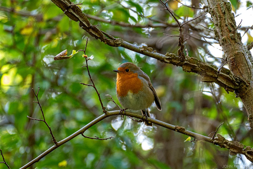 The Robin in Autumn