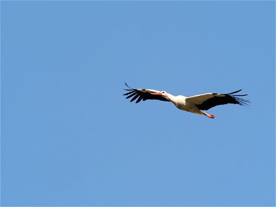 Weissstorch