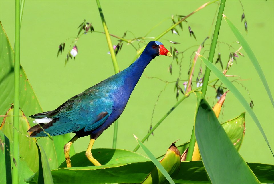 Purple Gallinule