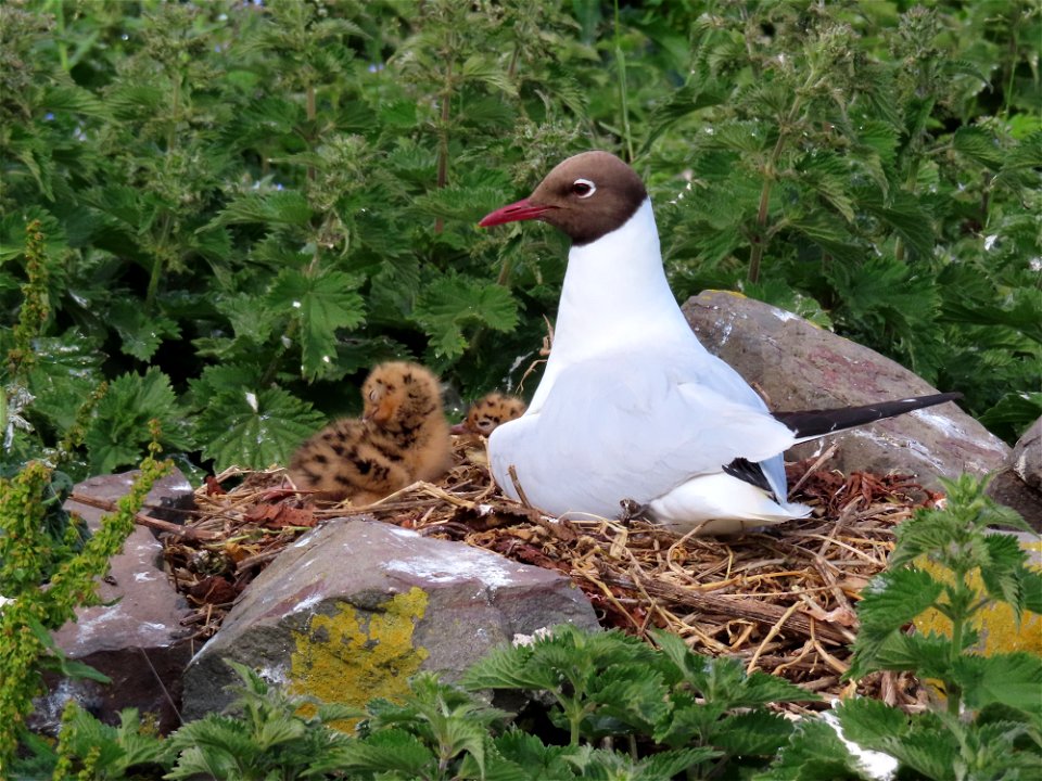 BHG Mother and Chicks
