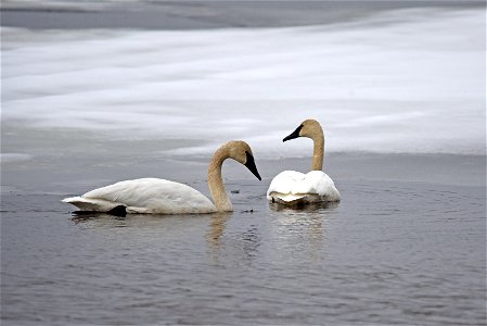 Trumpeter swans photo