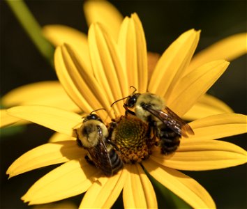 Sunflower Bees photo