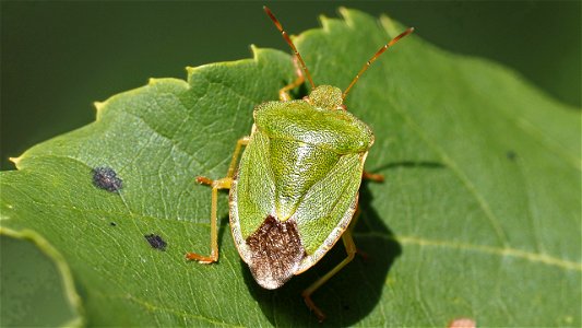 Palomena prasina (Grüne Stinkwanze)