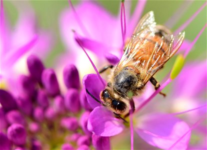 Western honeybee on Rocky Mountain beeplant