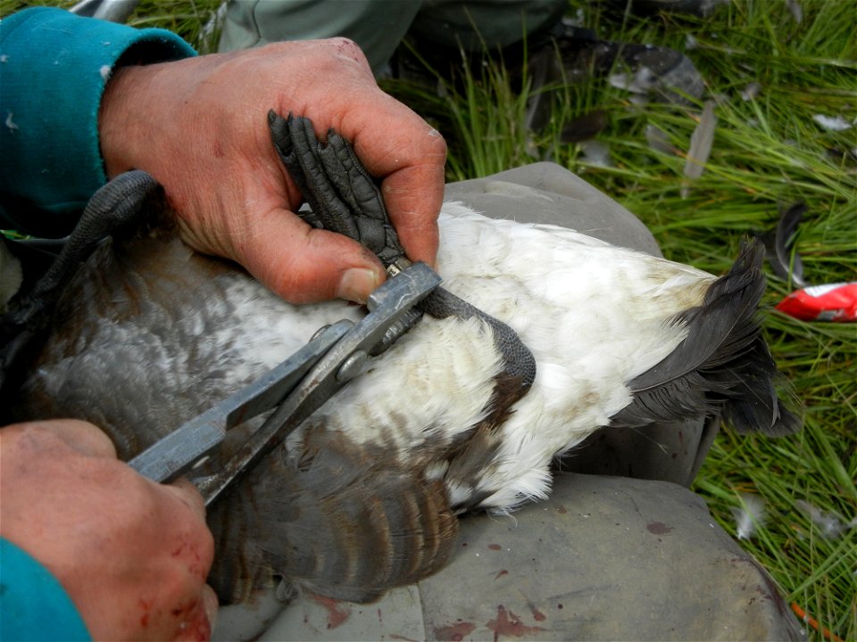 Banding Cacklers photo