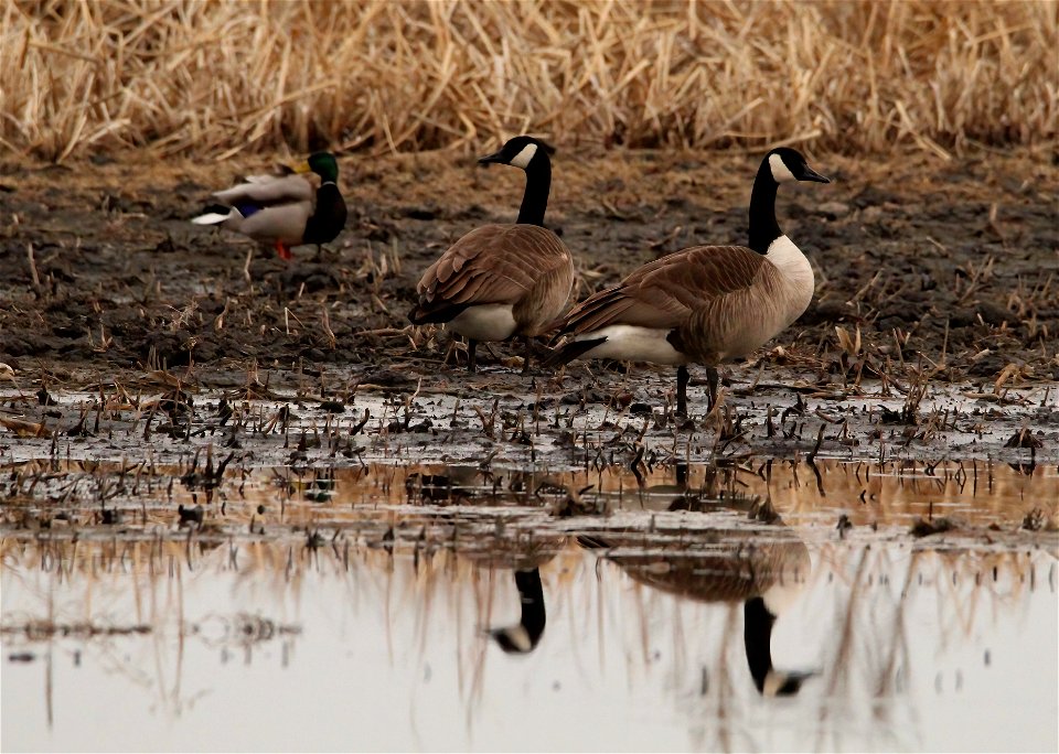 Canada Geese Huron Wetland Management District photo