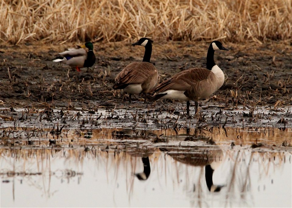 Canada Geese Huron Wetland Management District