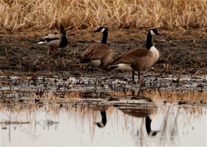 Canada Geese Huron Wetland Management District