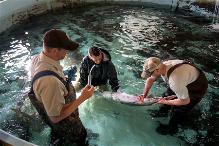 Collecting Milt From a Paddlefish