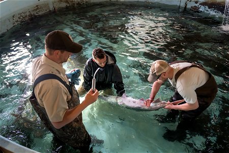 Collecting Milt From a Paddlefish photo