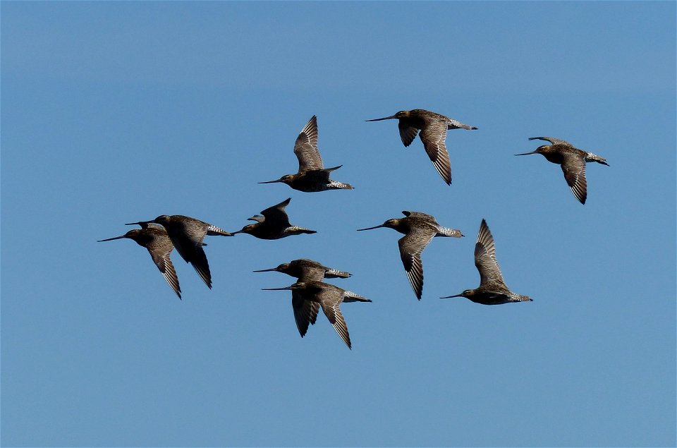 Bar-tailed Godwit flock photo