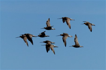 Bar-tailed Godwit flock photo