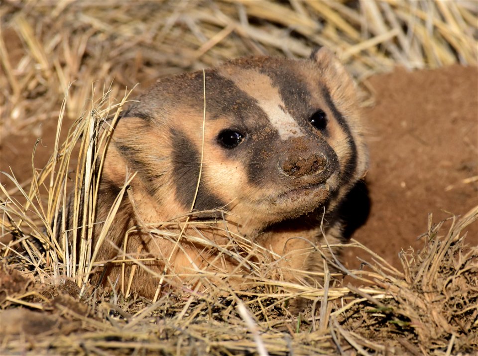 American badger at Arapaho National Wildlife Refuge