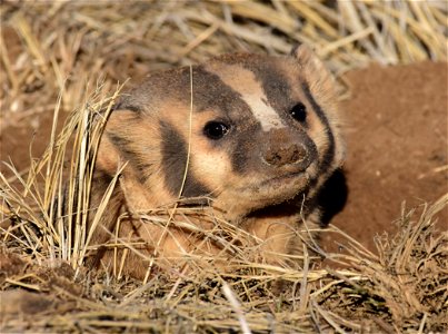 American badger at Arapaho National Wildlife Refuge photo