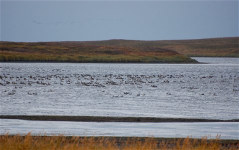 Cackling and Emperor Geese photo