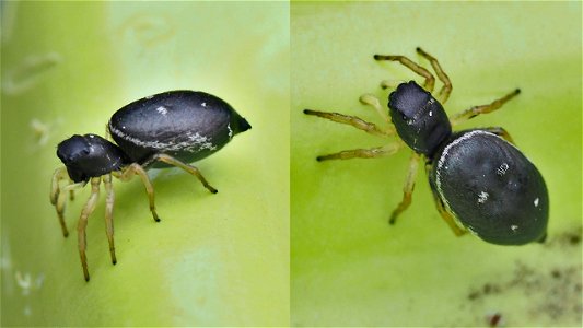 Heliophanus flavipes (Gelbbeiniger Sonnenspringer) - Weibchen
