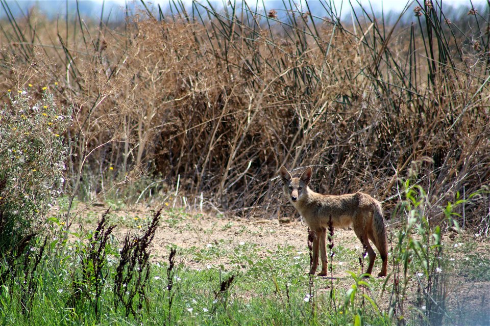 Coyote at the Sacramento National Wildlife Refuge. Credit: John Heil/USFWS