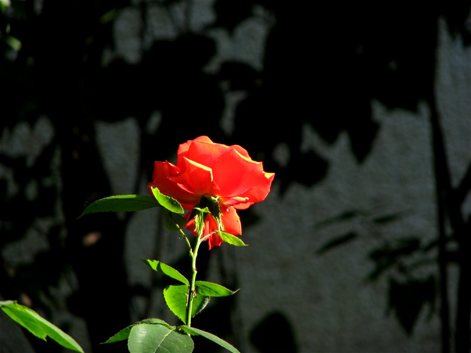 flAviatiei2009_0521_073602(2)