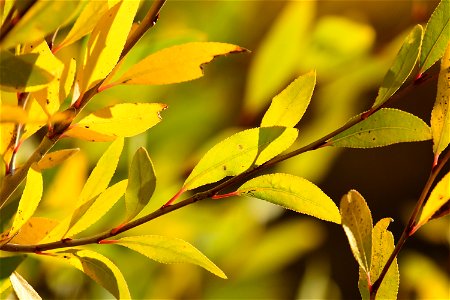 Narrow leaf cottonwood at Seedskadee National Wildlife Refuge photo