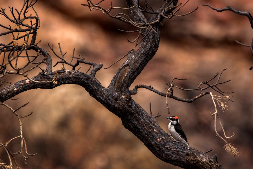 2021 USFWS Fire Employee Photo Contest Category: Animals and Vegetation - Winner