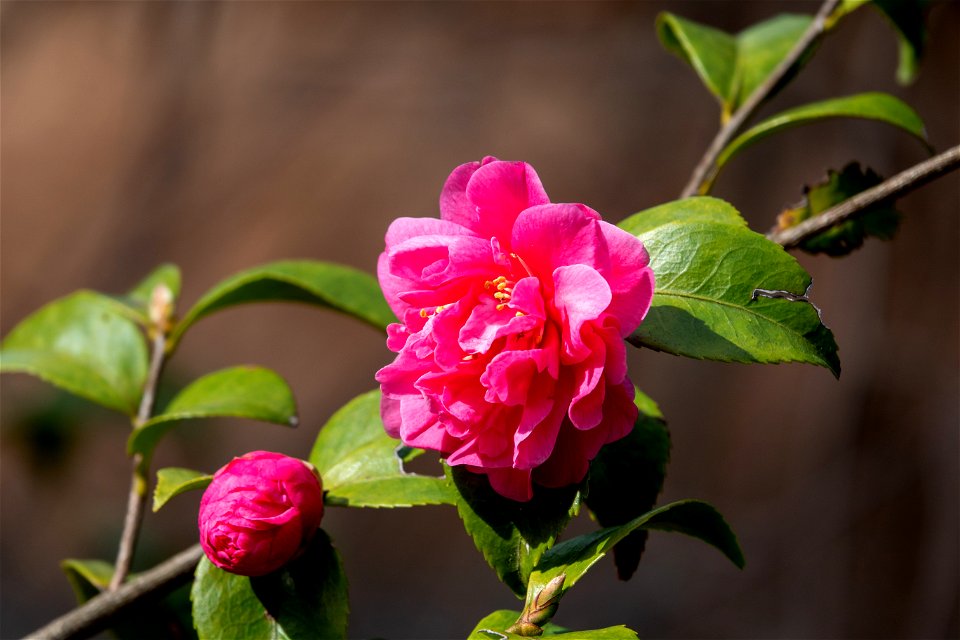 Day 157 - Pretty in Pink