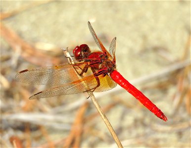MEADOWHAWK, CARDINAL (Sympetrum illotum) (09-10-2022) tolowa dunes, del norte co, ca -01