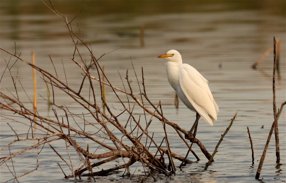 Cattle Egret Huron Wetland Management District South Dakota