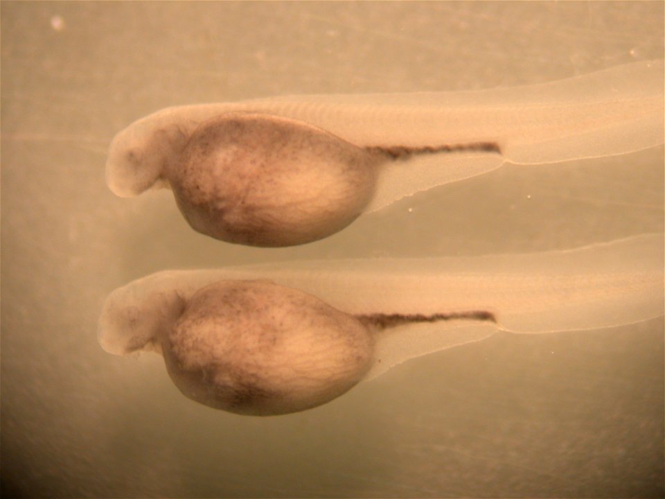 Pallid Sturgeon Larvae