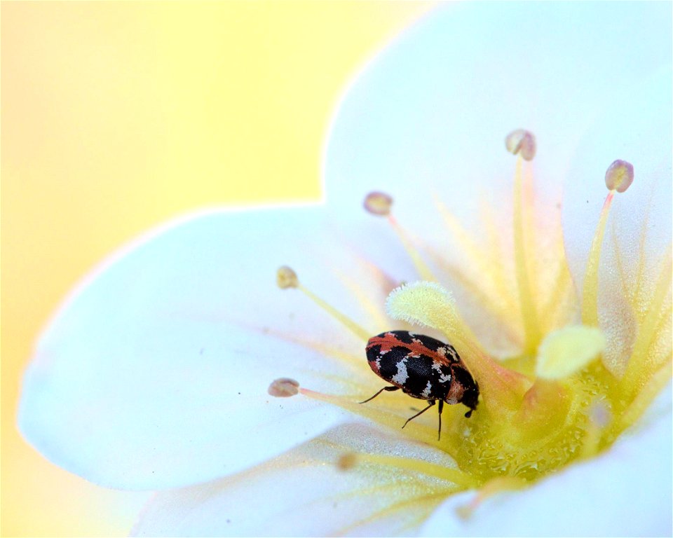 Anthrenus angustefasciatus?