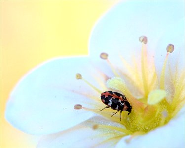 Anthrenus angustefasciatus? photo