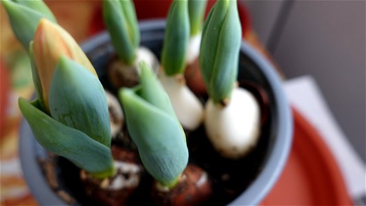 tulips_lalele-2023_0214_125722