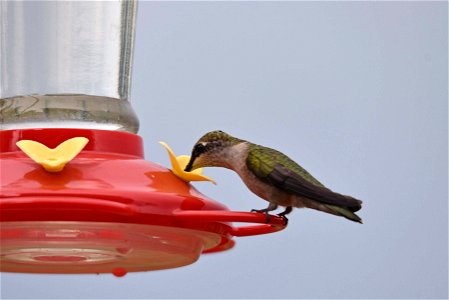 Ruby-throated hummingbird photo