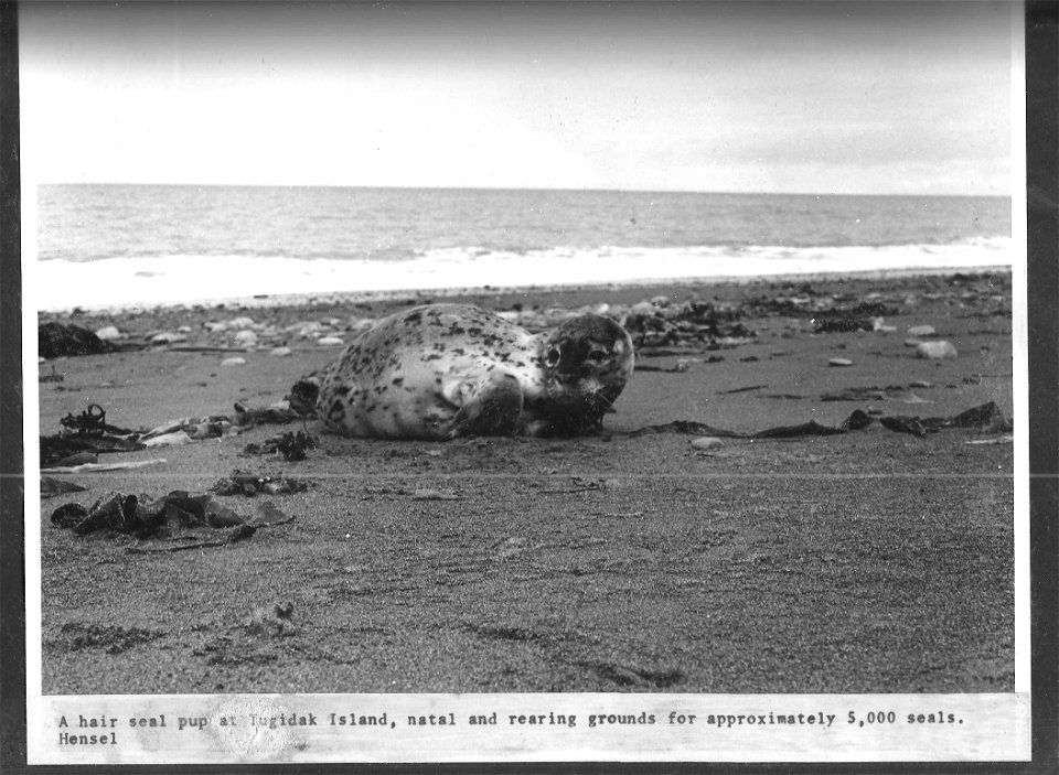 (1970) Hair Seal Pup