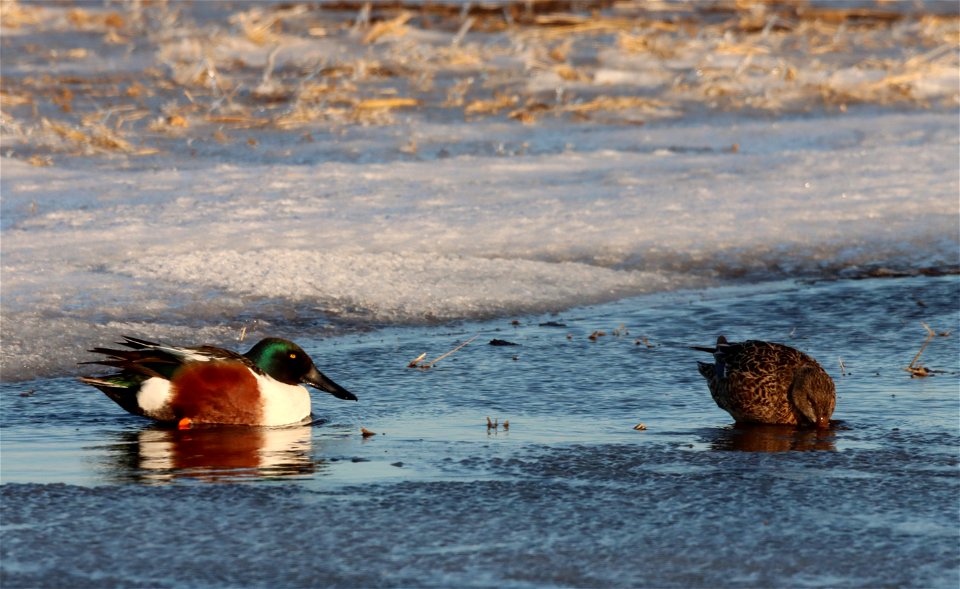 Northern Shovelers Huron Wetland Management District photo