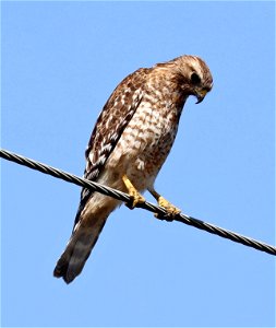 223 - RED-SHOULDERED HAWK (04-01-2022) del norte co, ca