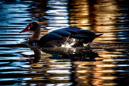 Shiny happy bird photo