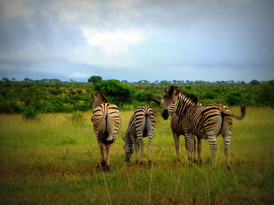 Wild wildlife animal