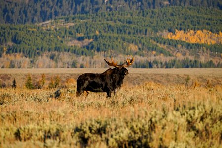 Moose