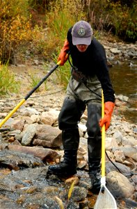 Electrofishing in Quartz Creek, Colorado photo