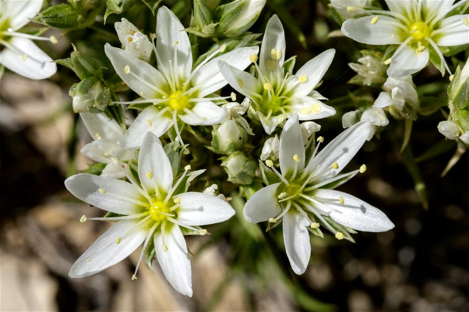 Eremogone hookeri