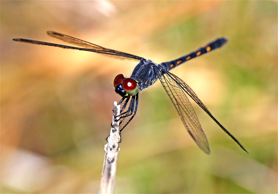 DRAGONLET, SEASIDE (Erythrodiplax berenice) (05-16-2023) fort fisher state rec area, new hanover co, nc -04 male