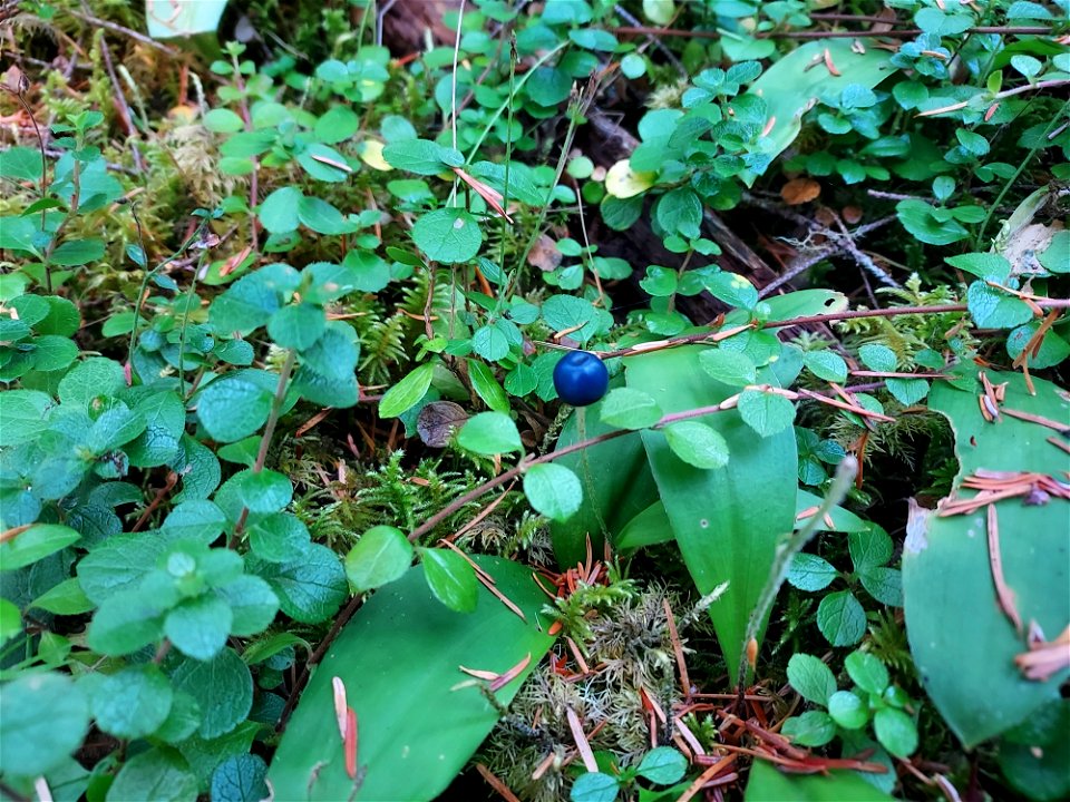 Queen's cup berry, Mt. Baker-Snoqualmie National Forest. Photo by Anne Vassar Aug. 10, 2021.